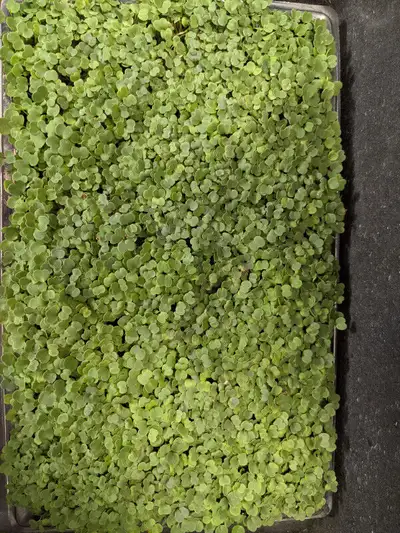 Trays of organically grown microgreens for sale. We use soil (some are grown in insulation) for our...