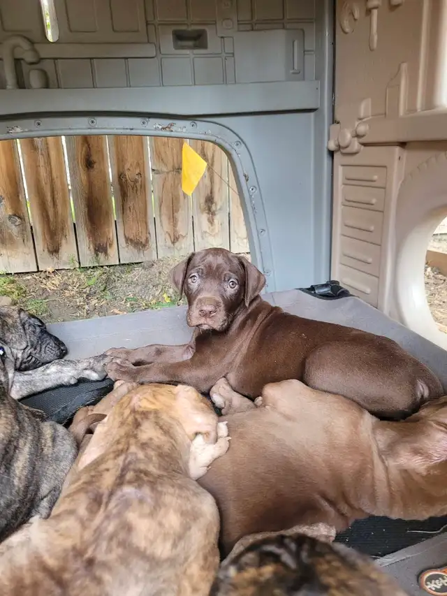 Great dane puppies in Dogs & Puppies for Rehoming in Edmonton - Image 7
