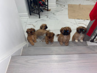 Pekingese Puppies Available for sale