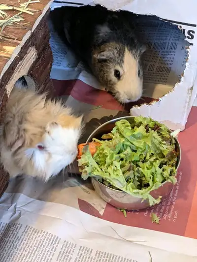 Small Animal Boarding, Nail Trimming & Visits, View more