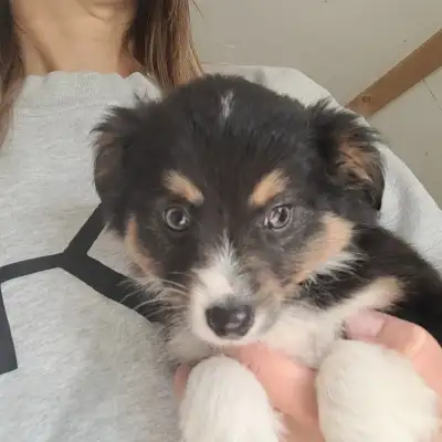 Toy/Mini Australian Shepard puppies, View more