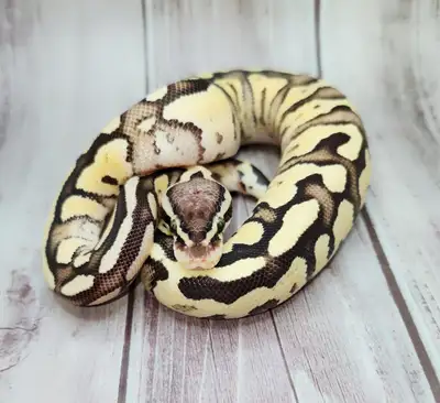 python royal enchi fire pastel, View more