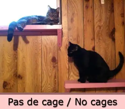 Depuis 2012, spécialisé dans la garderie de chats, nous offrons l'hébergement / pension sans cage po...