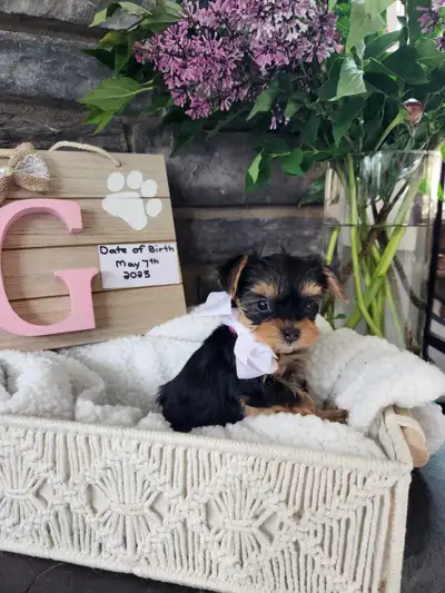 Yorkie puppies, View more