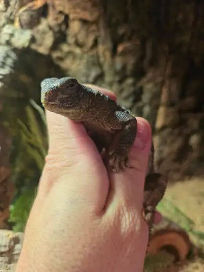 Uromastyx for Sale, View more