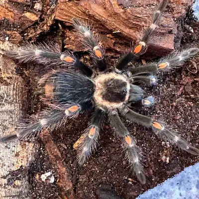 BRACHYPELMA AURATUM, View more