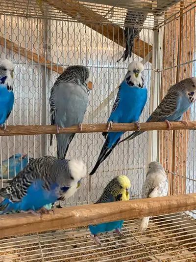 I have some nice pairs of English budgies to sell. The first two pictures are five pairs banded 2023...