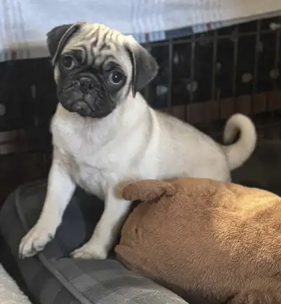 Chiots,Carlin/Pug., View more