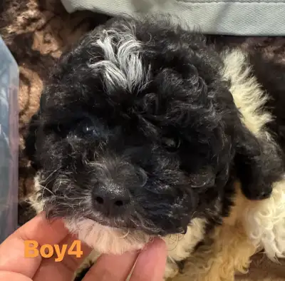 Adorable Toy Poodle puppies looking for forever new home, View more