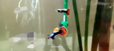 Mosiac guppies, View more