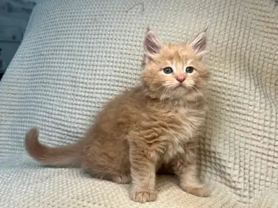 Pure XL Gorgeous Maine Coon Kittens male and female, View more
