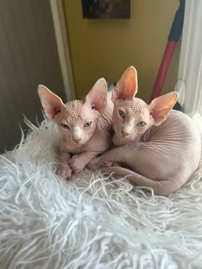 chaton SPHYNX, View more