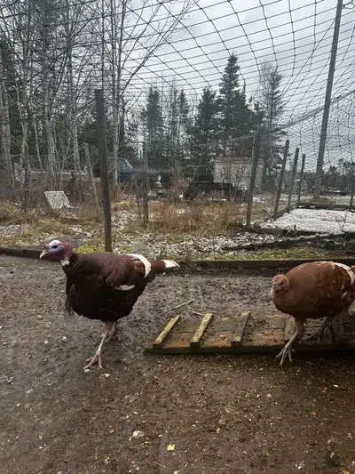 Bourbon Red Turkeys - 2 Hens 5 Toms , View more