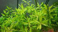 Plante d'aquarium - Rotala rotundifolia
