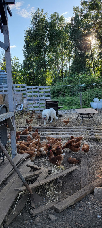 chicks and chickens in Livestock in Delta/Surrey/Langley - Image 2