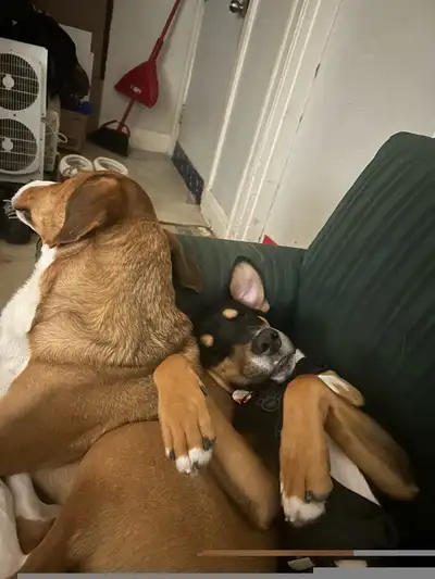 looking for two bedroom apartment or townhome or duplex or house, View more