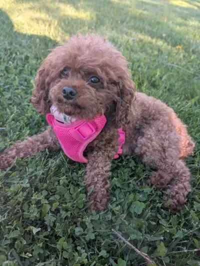 Toy Poodles, View more