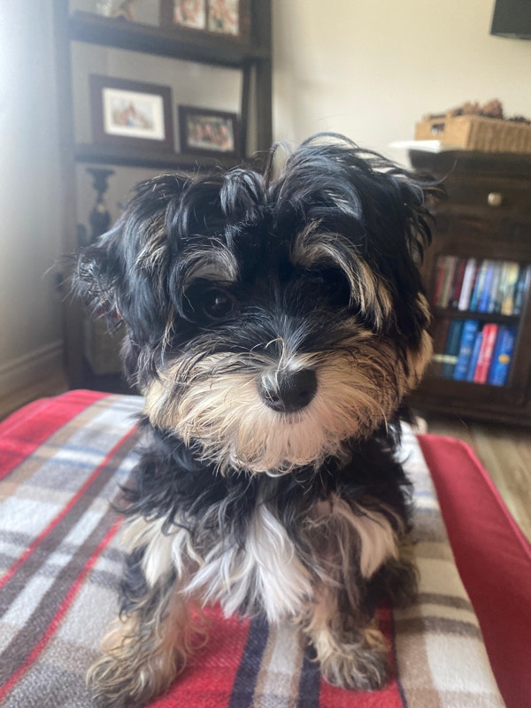 Puppy For Sale Dogs & Puppies for Rehoming Edmonton Kijiji