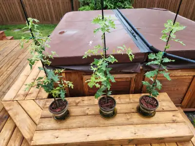 Oak Saplings, View more