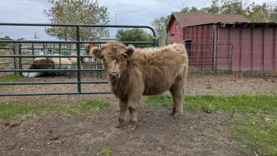 Dun Mini Scottish Highland Heifer - Halter Broke!, View more