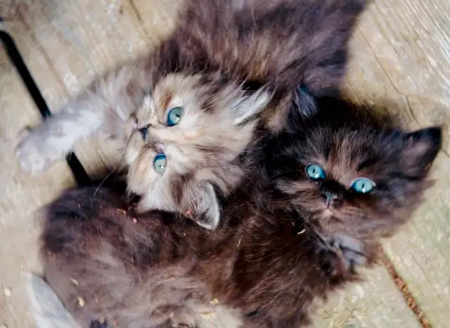 ✨LOVECATS TICA reg. Cattery