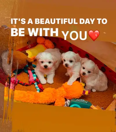 These little adorable puppies are ready for Adoption, born Dec. 8. 2024 Healthy, Vaccinated, and Dew...
