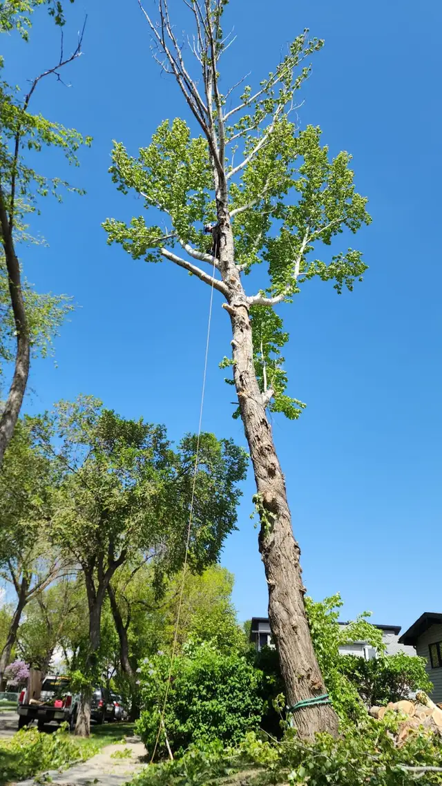 Tree Removal/Pruning62863241137155122