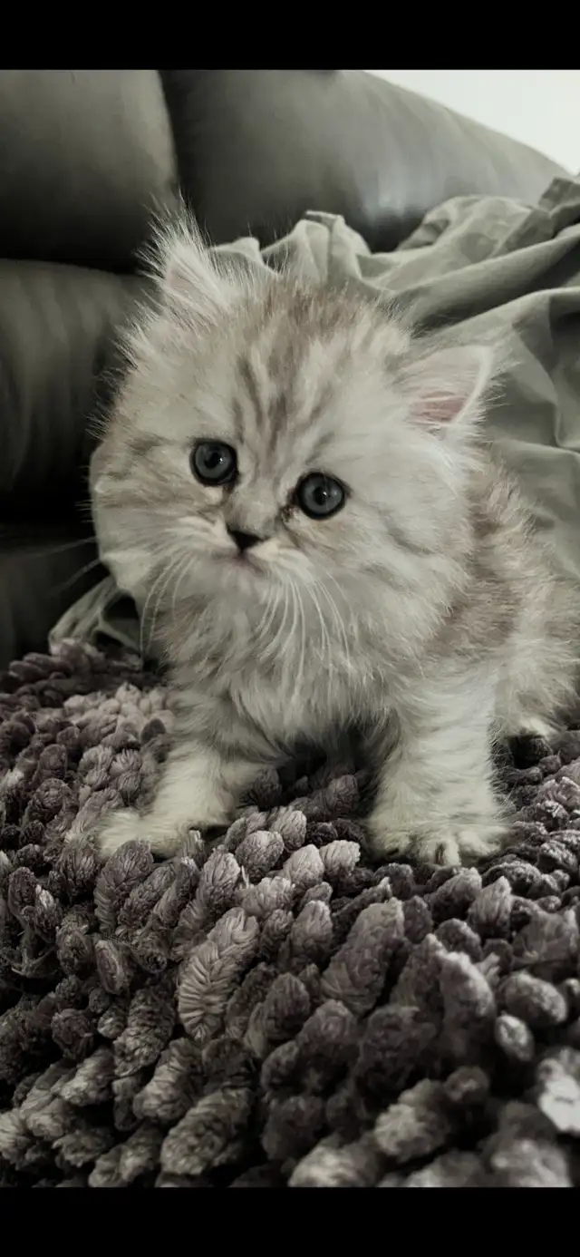 Chaton persans chinchilla à vendre !!! in Cats & Kittens for Rehoming in Laval / North Shore - Image 12