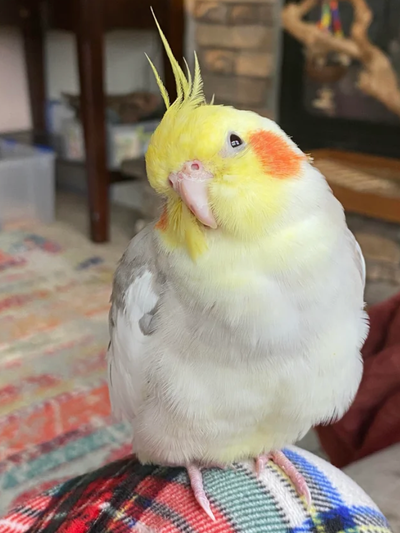 Free Hand Tamed Cockatiel, View more