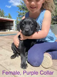 Purebred Labrador Retriever Pups for Sale READY TO GO