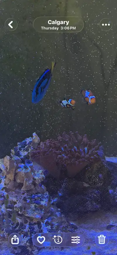 salt water aquarium , View more