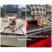 Beautiful CKC French bulldog puppy's