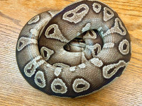 Proven Breeder Female Mojave Ball Python