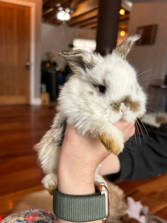 Baby bunnies  in Small Animals for Rehoming in Moose Jaw