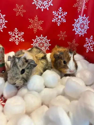 Guinea Pig babies, View more