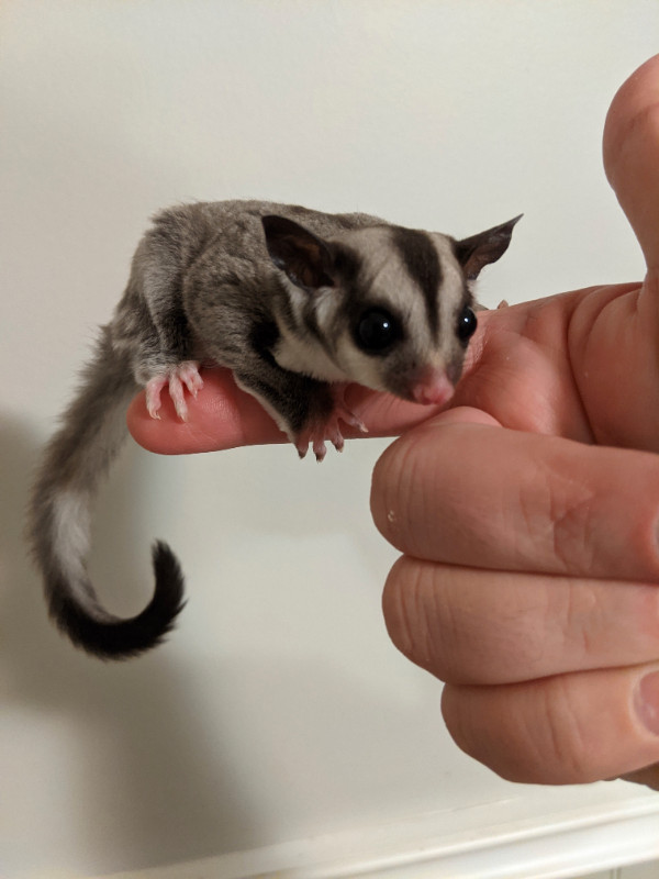 Grey boy sugar glider ready for home in Small Animals for Rehoming in Abbotsford - Image 2