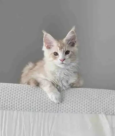 Purebred Maine Coon kitten, View more