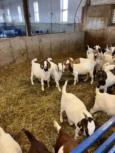 Commercial Boer Doelings, View more