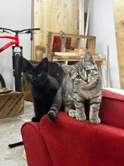 15 Week Kitten Rehoming, View more