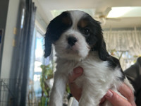 1 male Cavalier King Charles Spaniel puppy