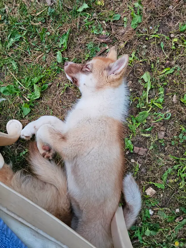 RARE Canadian Eskimo Puppy - Gorgeous  (F) in Dogs & Puppies for Rehoming in Hamilton - Image 6