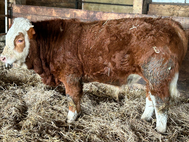 Fullblood Simmental bull in Livestock in Charlottetown - Image 2