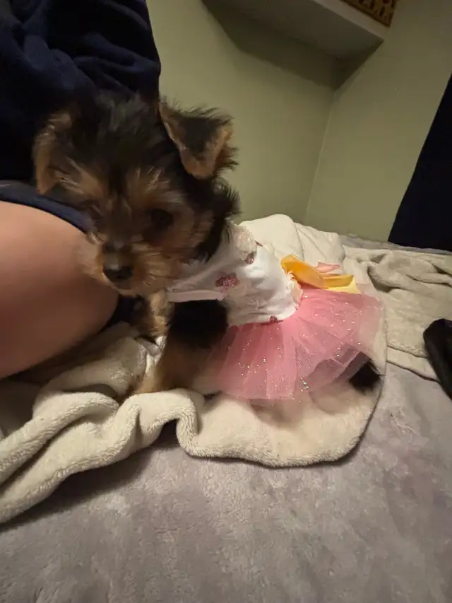 YORKIE FOR SALE in Dogs & Puppies for Rehoming in City of Toronto - Image 6