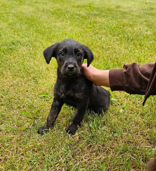 Rotti Cross Pups - Amazing Family Dogs in Dogs & Puppies for Rehoming in Grande Prairie - Image 3
