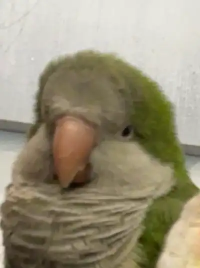 (Female Quaker Monk Parakeet  (green), View more