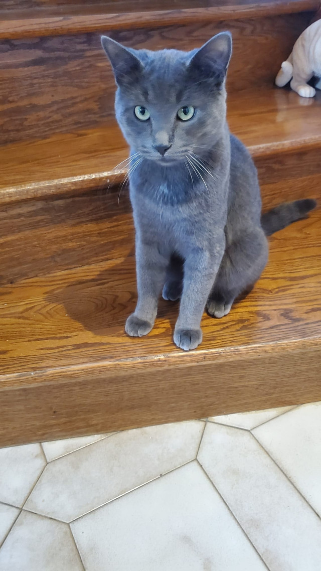 Russian Blue cat for sale Chats et chatons à adopter Ville de