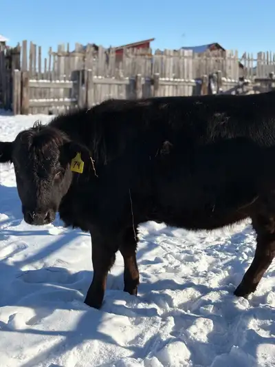 yearling heifer, View more