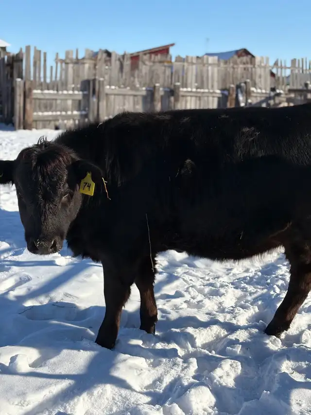 yearling heifer in Other in Portage la Prairie - Image 2