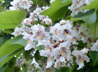 SOLD OUT Catalpa Trees for sale