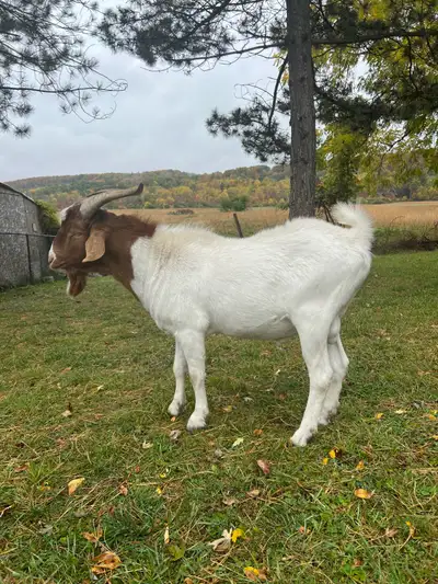 Looking to upgrade your herd’s meat genetics? We have a high-quality, well-structured 1-year-old Boe...